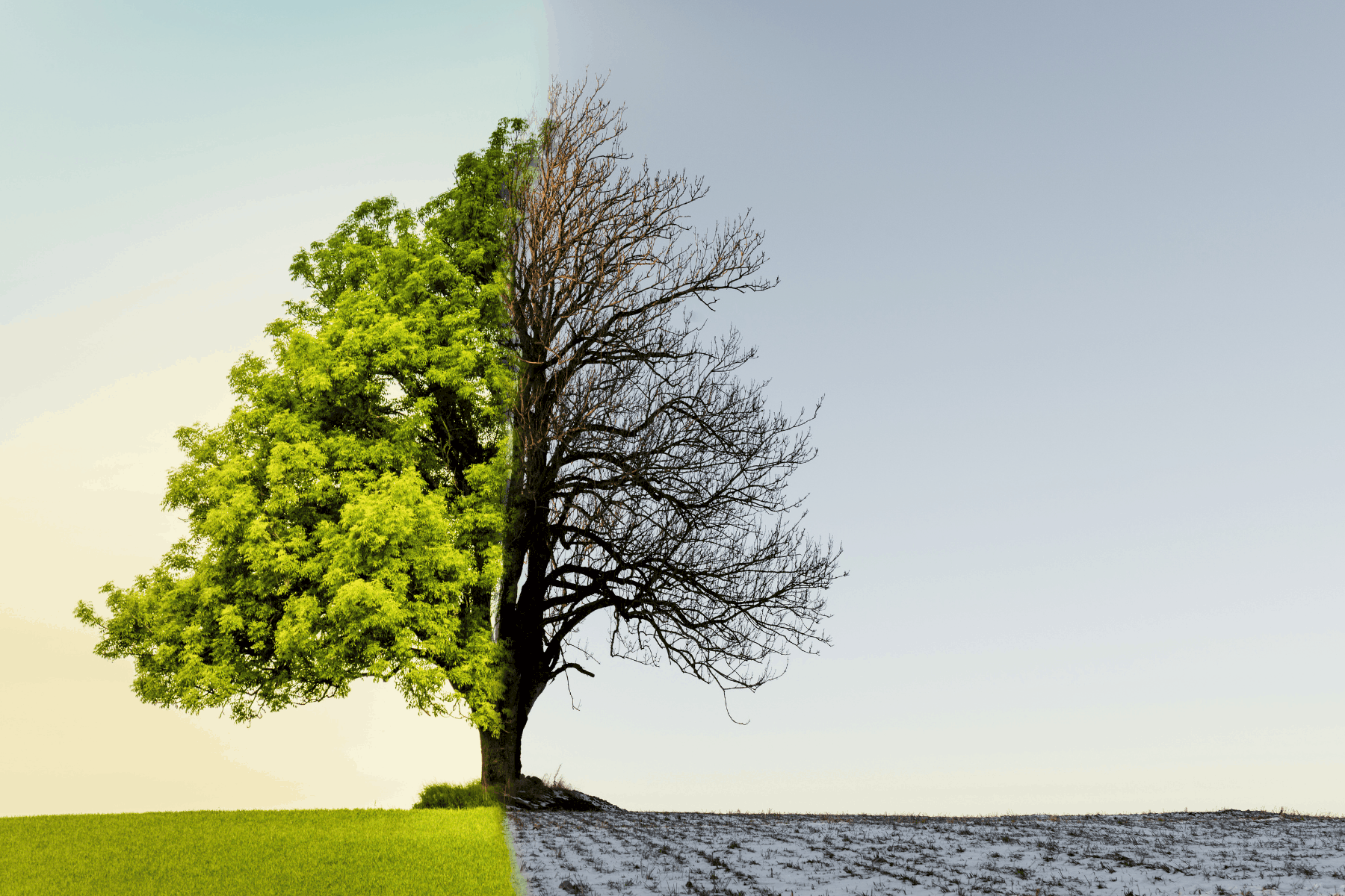 Climate change tree